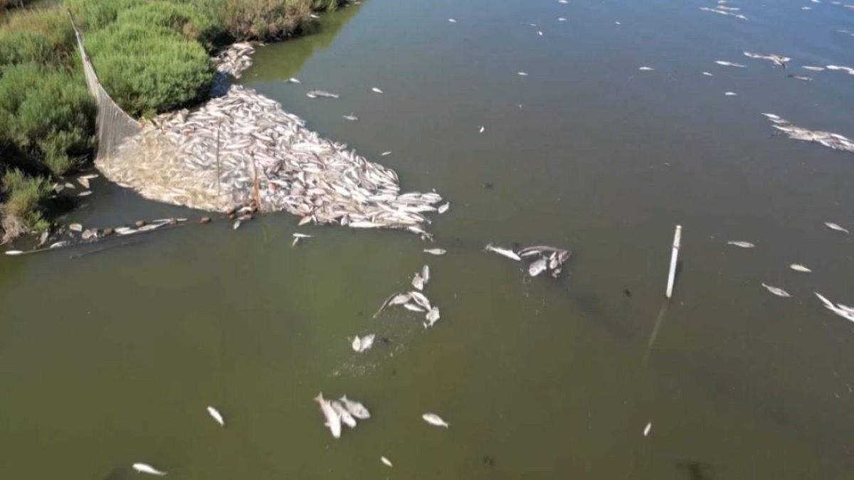 Le manque d'oxygène dans l'environnement causé par les algues Valonia, ou encore des substances chimiques rejetées dans l'eau pourraient expliquer le phénomène. 