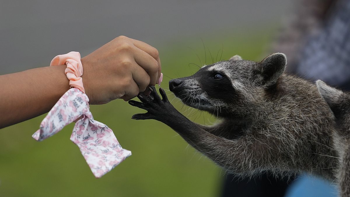 Het eerste geval van wasbeerwormen werd ontdekt in België