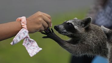 A woman feeds a wild raccoon in Panama City, Friday, April 26, 2024. 