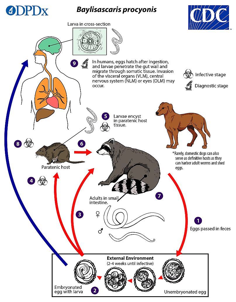 Baylisascaris procyonis, the raccoon roundworm, is a rare but serious cause of neurologic and ocular disease in humans.