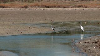 The Italian island of Sardinia has declared a state of emergency after a persistent drought