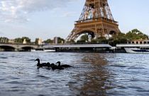 Ducks swim along the Seine River in front of the Eiffel Tower during the 2024 Summer Olympics on Monday