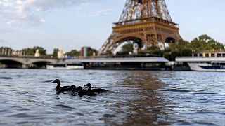 Ducks swim along the Seine River in front of the Eiffel Tower during the 2024 Summer Olympics on Monday