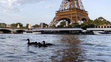 Ducks swim along the Seine River in front of the Eiffel Tower during the 2024 Summer Olympics on Monday