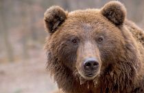 A brown bear accused of attacking a hiker in Italy has been killed.