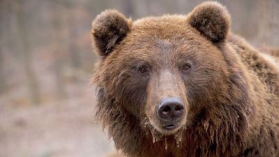 A brown bear accused of attacking a hiker in Italy has been killed.