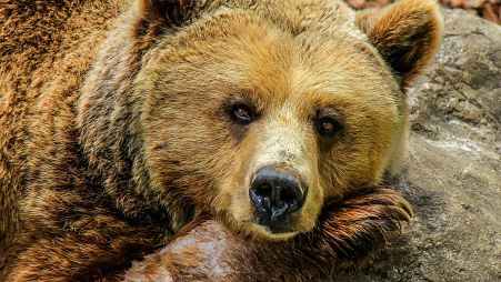 Foto de archivo de un oso.