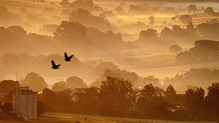 Birds fly over fields in Wehrheim near Frankfurt, Germany, as the sun rises on Monday, July 29, 2024. 