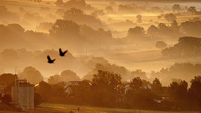 Birds fly over fields in Wehrheim near Frankfurt, Germany, as the sun rises on Monday, July 29, 2024. 