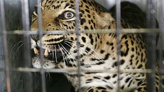 Leopard attacks Men at South African Air Force Base