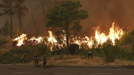 Des pompiers face à un incendie de forêt