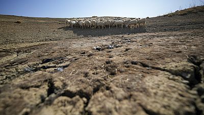 Un gregge di pecore su un terreno arido, 19 luglio, 2024, Caltanissetta, Sicilia