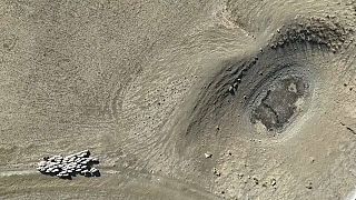 Sheep looking for water in a dry reservoir in Caltanissetta, Italy