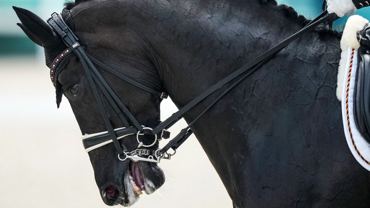 Wendy, o cavalo, na fotografia da prova de adestramento equestre dos Jogos Olímpicos de verão de 2024, quarta-feira, 31 de julho de 2024, em Versalhes, França