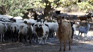 Un troupeau de chèvres en Grèce