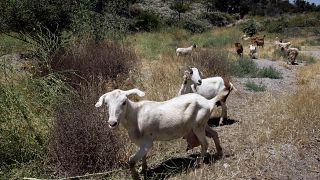 Circa il 40% del formaggio a pasta molle greco deriva da latte di pecora e capra prodotto nella regione della Tessaglia