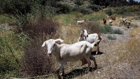 Approximately 40% of Greece’s soft cheese is derived from sheep and goat milk produced in Thessaly region.