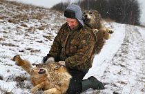 Belarusian Sergei Selekh plays with his 6-month-old tamed wolves on the outskirts of the village of Gaina, north of Belarus capital Minsk, 31 Dec. 2014