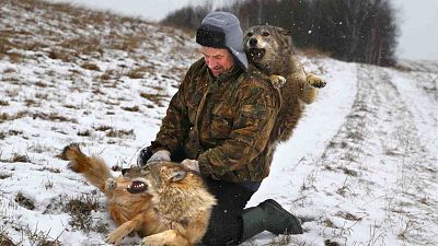 Belarusian Sergei Selekh plays with his 6-month-old tamed wolves on the outskirts of the village of Gaina, north of Belarus capital Minsk, 31 Dec. 2014