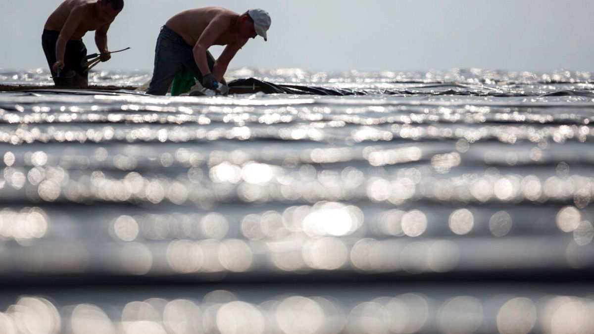 Los trabajadores de la cosecha cosechan espárragos en Kutzleben, Alemania, el miércoles 23 de abril de 2014.