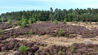 Der Klimawandel bedroht die Lebensräume von Zugvögeln in ganz Europa.