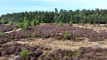 Climate Change Threatens Migratory Bird Habitats Across Europe.