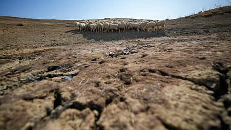Sheep look for water in a dry pond used by local farms for their livestock, in Contrada Chiapparia, near the town of Caltanissetta, central Sicily.