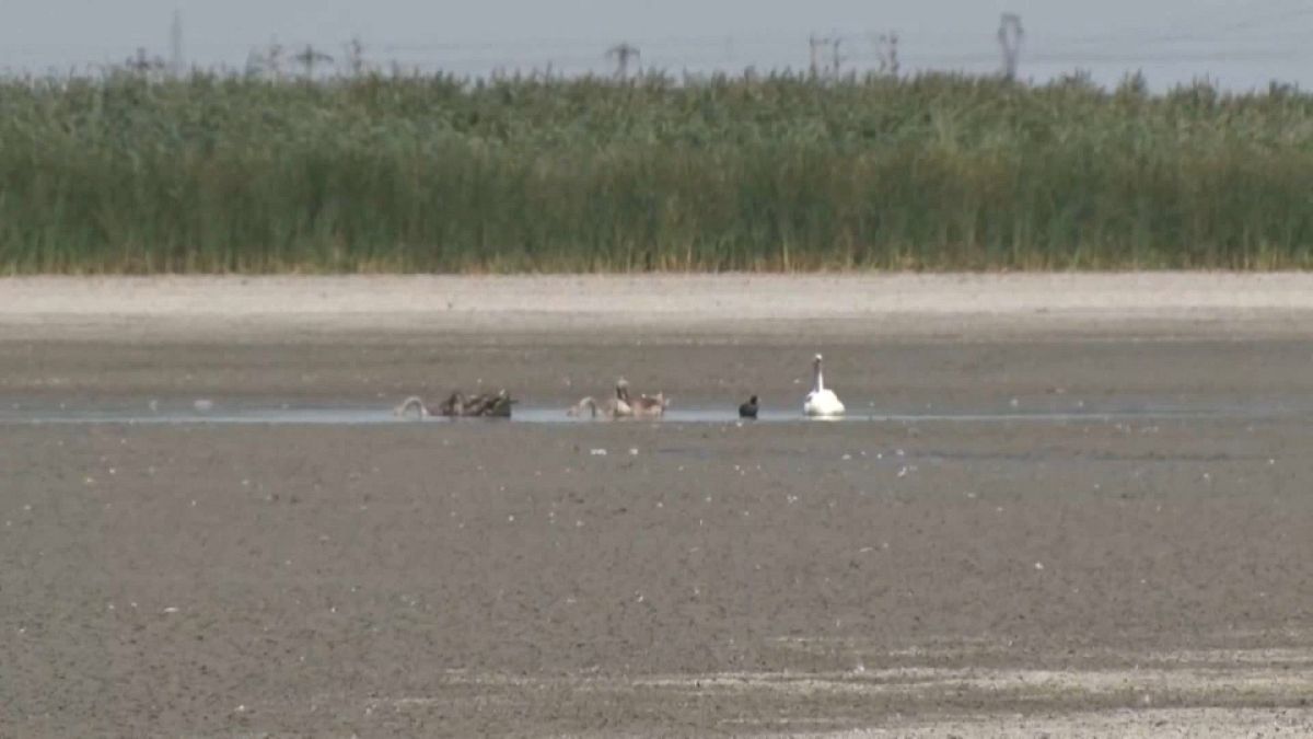 Die anhaltende Hitzewelle lässt die Seen und den Boden in Rumänien austrocknen, Vögel bleiben ohne Wasser.