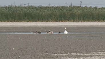 Die anhaltende Hitzewelle lässt die Seen und den Boden in Rumänien austrocknen, Vögel bleiben ohne Wasser.