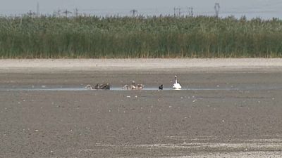 Die anhaltende Hitzewelle lässt die Seen und den Boden in Rumänien austrocknen, Vögel bleiben ohne Wasser.