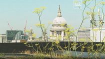 Plants and greenery cover the rooftop of Nomura PLC's European headquarters in London.