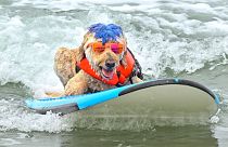 Surf’s up, paws down at the World Dog Surfing Championship