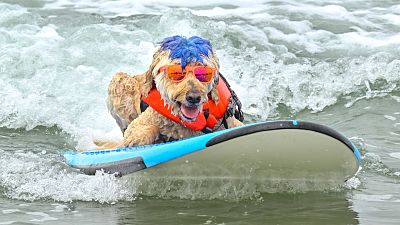 Surf’s up, paws down at the World Dog Surfing Championship