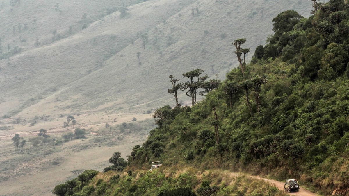 Jeeps de safari se dirigen al cráter del Ngorongoro en el Área de Conservación del Ngorongoro, al oeste de Arusha, en el norte de Tanzania, el lunes 19 de enero de 2015.