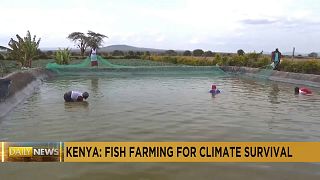 Maasai women resort to fish farming to avert effects of climate change