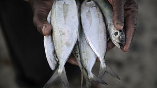 Kenya : les éleveurs Maasaï se tournent vers la pisciculture