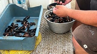 Miesmuscheln sind beliebt und gleichzeitig Streitpunkt an der rumänischen Schwarzmeerküste