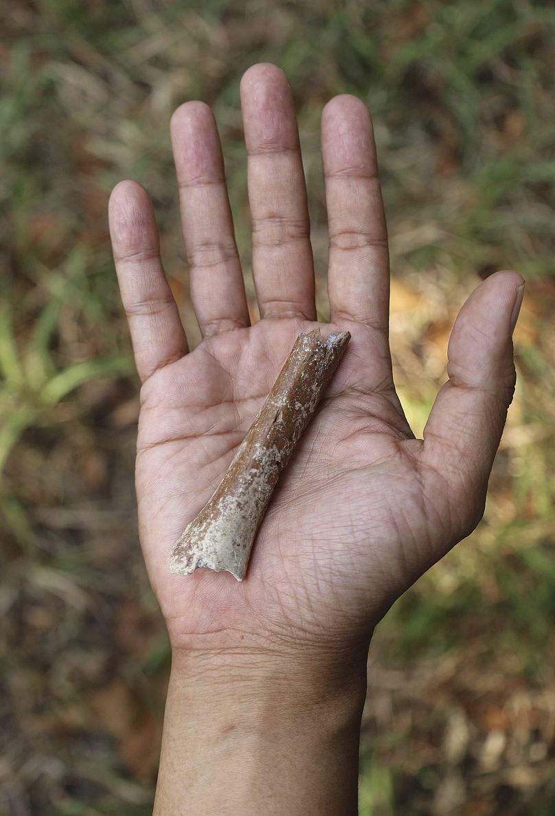 Cette photo fournie par Yousuke Kaifu montre un fragment d'os de bras trouvé sur l'île indonésienne de Flores.