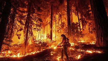 Un pompier utilise une torche pour brûler la végétation en essayant d'arrêter le Park Fire près de Mill Creek dans le comté de Tehama, Californie, le mercredi 7 août 2024. 