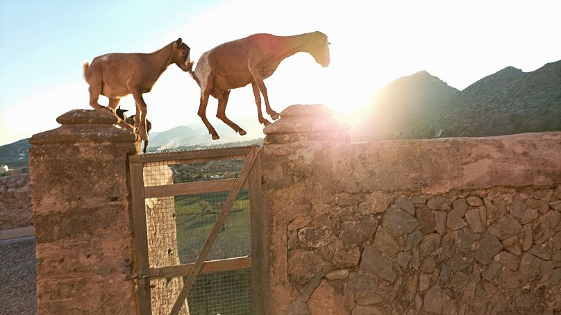 Descubra cabras errantes en la península de Formentor.