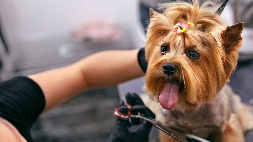 Dog groomers have more positive views on using pet fragrances. 