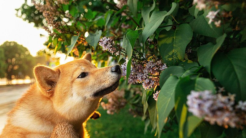 Bazı veterinerler parfümün köpeklerin koku alma duyusunu etkileyebileceğini düşünüyor.