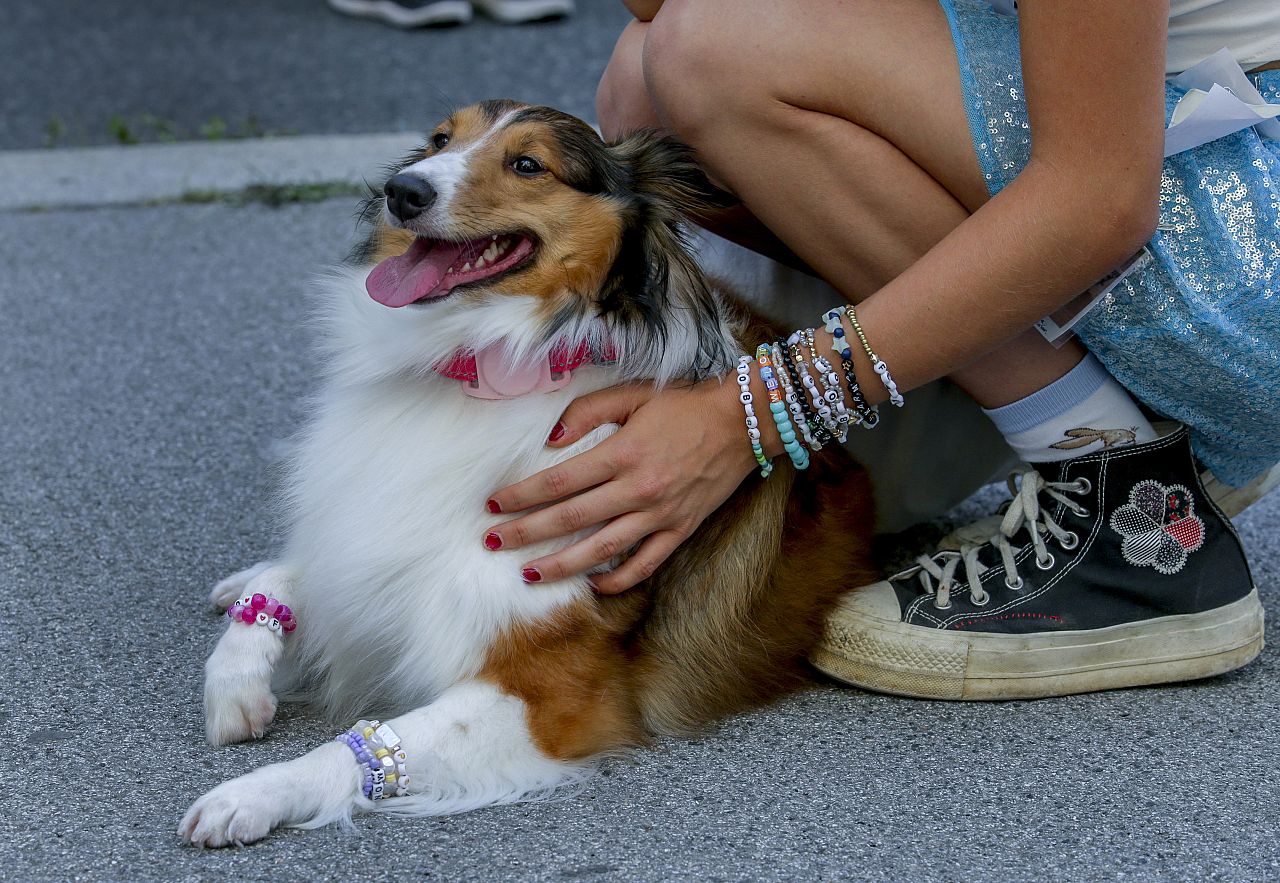 A good boy with Swiftie bracelets