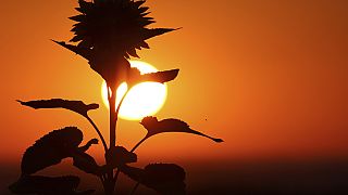 En Rumanía han muerto innumerables girasoles por el calor extremo