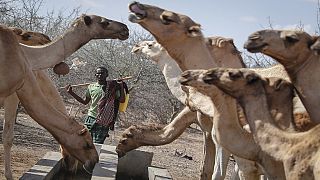 Kenya : les éleveurs troquent leurs bovins pour des chameaux