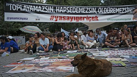 Sokak hayvanları kanun teklifi protesto ediliyor, Ankara, 22 Temmuz 2024.