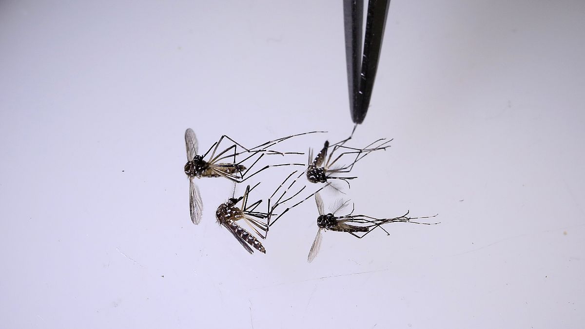 Un científico analiza mosquitos en el laboratorio del Programa Mundial de Mosquitos en Medellín, Colombia, el jueves 10 de agosto de 2023.