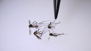 A scientist analyzes mosquitoes at the World Mosquito Program lab in Medellin, Colombia, Thursday, Aug. 10, 2023.