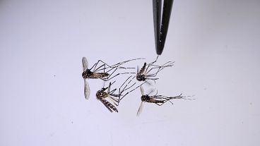 A scientist analyzes mosquitoes at the World Mosquito Program lab in Medellin, Colombia, Thursday, Aug. 10, 2023.