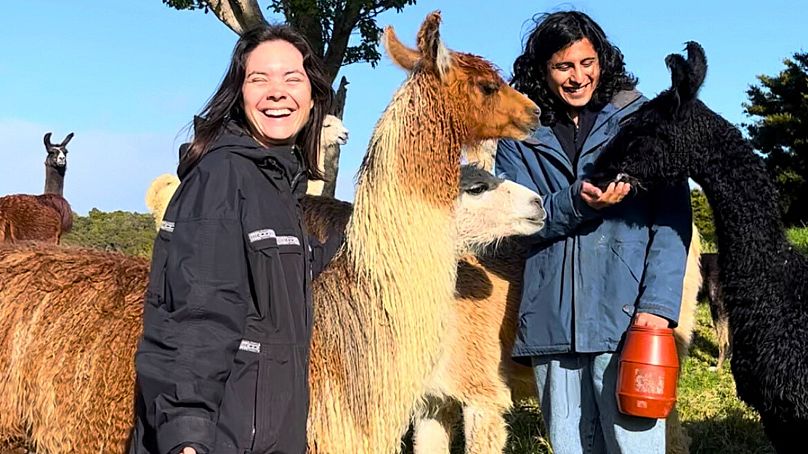 Anaïs e Steven tomaram conta de 20 lamas durante seis semanas na Nova Zelândia.